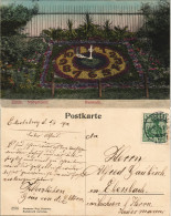 Ansichtskarte Zittau Stadtgärtnerei, Blumenuhr - Colorierte AK 1909 - Zittau