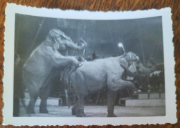 Photo CIRQUE ÉLÉPHANT DRESSEUR 1950 - Cirque