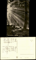 Ansichtskarte  Sonnenstrahlen Im Harzwald - Stimmungsbild Fotokarte 1964 - Non Classés