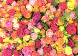 FLOWERS, VARIOUS COLORED ROSES, AUSTRIA, POSTCARD - Fleurs