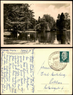 Ansichtskarte Bad Liebenstein Elisabeth-Park Mit Schwänen Zur DDR-Zeit 1962 - Bad Liebenstein