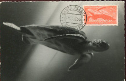 X0962 Guinea Espanola, Maximum Card 1955  Turtle, Tortue, Schildkröte - Turtles