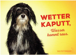 Werbekarte DAS FUTTERHAUS - Hund - Chiens