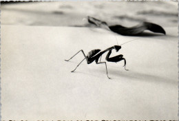 Photographie Photo Snapshot Anonyme Vintage Insecte  - Other & Unclassified
