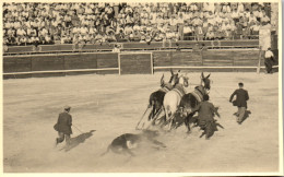 Photographie Photo Snapshot Anonyme Vintage Corrida Arènes  Taureau  - Autres & Non Classés