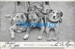 230024 BELGIUM THE DOG TEAM POSTAL POSTCARD - Other & Unclassified