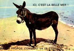 Thèmes > Animaux & Faune > Ane - Ici C'est La " Belle-Mer " - 9051 - Donkeys