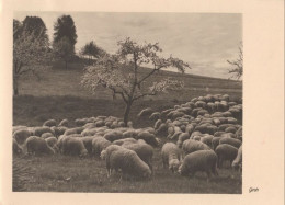 130556 - Schafe Auf Wiese - Autres & Non Classés