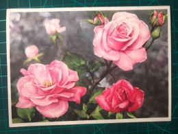 CARTE À COLLECTIONNER, FLEURS, ART : Belle Peinture D'un Bouquet De Roses, Couleurs Pastel. Nature Morte - Fleurs