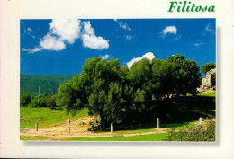 FILITOSA    ( CORSE DU SUD ) ALIGNEMENT DES 5 STATUES MENHIRS ET L ' OLIVIER MILLENAIRE - Sonstige & Ohne Zuordnung