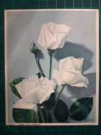CARTE À COLLECTIONNER, FLEURS, ART : Magnifique Peinture D Beau Bouquet De  Belles Fleurs, Couleurs Pastel. Nature Morte - Fleurs
