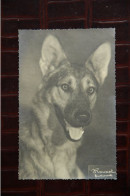 Delcampe - ANIMAUX - Portrait D'un Chien Loup - Honden