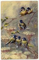 Delcampe - JESSIE HALL : BIRDS : TOM TITS AND CHAFFINCHES - OILFACSIM (TUCK'S OILETTE) / DARTFORD, KING EDWARD AVENUE - Tuck, Raphael