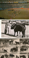 6 Cartes - CORRIDA De TOROS - COURSES De TAUREAUX - CORRIDA Luis MIGUEL DOMINGUIN - ARENES NÎMES - Corrida