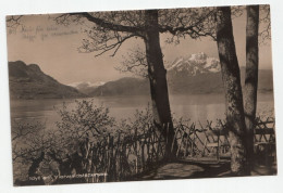 Idyll Am Vierwaldstättersee. Jahr 1929 - Wald
