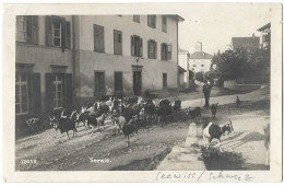 SEEWIS: Ziegenherde Im Dorf, Foto-AK ~1925 - Seewis Im Prättigau