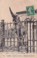 Delcampe - PARIS(5 Em ARRONDISSEMENT) JARDIN DES PLANTES(ELEPHANT) - Paris (05)