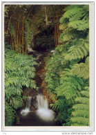 FARNE, FERNS - Island Of Hawai Scene In Akaka Falls St. Park Near HILO  , PU Honolulu - Hawaï