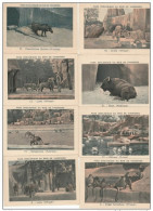 LOT DE 17 IMAGES OFFERTES PAR LA TISANE DES CHARTREUX ANIMAUX PARC ZOOLOGIQUE DE VINCENNES - Animals