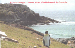Delcampe - Falkland Islands:View With Penguin - Falkland