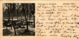 Delcampe - * T2/T3 1923 Pasturage In Chederah. Judaica (14 Cm X 7 Cm) (EK) - Non Classificati