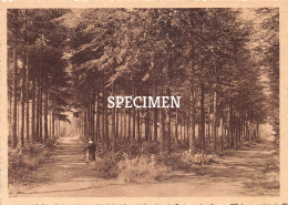 Delcampe - Monastère N.D. De Béthanie Lophem-lez-Bruges - Les Allées Du Jardin - Zedelgem