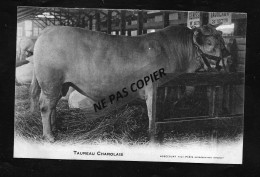 TAUREAU CHAROLAIS - Stiere
