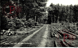 Norg Een Van De Vele Boslanen  DRENTHE HOLLAND HOLANDA NETHERLANDS - Norg