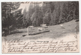 Paturage Du Jura. Jahr 1905 - Le Noirmont