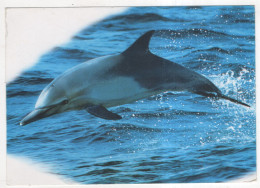 AK 225020 DOLPHIN / DELFIN - Delphine