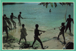 [-5%] ANTILLES - Windward Islands - Caribbean Fisherman Pulling Their Fish Laden Nets Ashore - Carte Postale - Dominica