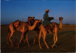 PC SULTANATE OF OMAN, CAMEL RIDER, REAL PHOTO POSTCARD (b16345) - Oman