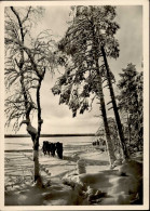 SS WK II - KAMPF Der SS-GEBIRGSDIVISION NORD In KARELIEN - Karelische Winter I - War 1939-45