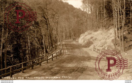 EEUU // USA. THROUGH THE TALL TREES MOHAWK TRAIL. - REAL PHOTO - American Roadside