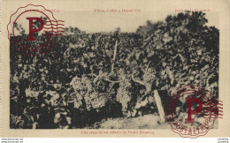 Delcampe - JEREZ DE LA FRONTERA- UNA CEPA DE UN VIÑEDO DE PEDRO DOMECO. CÁDIZ ANDALUCÍA ESPAÑA ESPAGNE - Cádiz