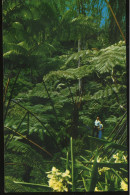 Tree Fern Forest Around Kilauea Crater In Volcanic Hawaii National Park Steward Fern - Hawaï