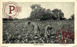 PICKING COTTON   Black Americana   Afro Americana Coleccionblack - Black Americana
