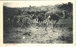 ** T2/T3 Ostrich Chicks (fl) - Unclassified