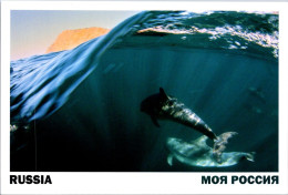 18-9-2024 (66) Russia (posted To Australia In 2024) Ocean Wave & Dolphin - Delphine