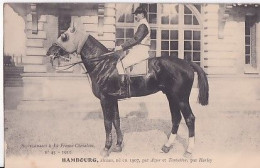 Delcampe - HAMBOURG      Alezan        1907 - Reitsport
