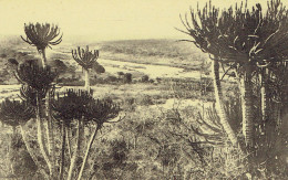 Delcampe - CPA Missie Van NOORD-TRANSVAAL ( Africa) Der Paters Benedictijnen - Ingang Tot Wildtuin - Missionen