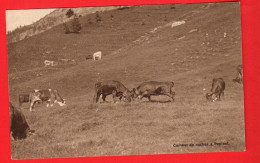 ZYJ-14 RARE Crans-Montana Alpage De Pépinet. Combat De Vaches D'Hérens . Monnier Phot. Montana No 4002  NC - Crans-Montana