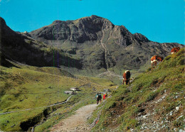 Austria Fieberbrunn Tirol Hohenweg Wildseeloder Und Wildseeloderhutte Cows - Fieberbrunn