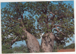 AK 228506 AUSTRALIA - The Kimberley - Autres & Non Classés