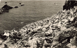[-5%] FRANCE - Lîle Aux Oiseaux - Au Large De Perros Guirec - Fou De Bassin - Carte Postale - Perros-Guirec