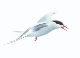 Delcampe - Island Iceland Arctic Term Küstenseeschwalbe Kria - Island