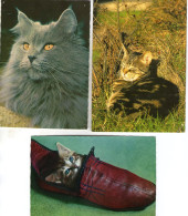 Lot De 8 Cartes - CHATS - - Cats