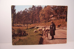 Delcampe - TROUPEAU De MOUTONS Et Son BERGER  ( Chien )- ( Pas De Reflet Sur L'original )  * - Bauern