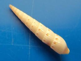 Terebra Rufopunctata (Hastula) Madagascar 23,1mm GEM N1 - Conchiglie