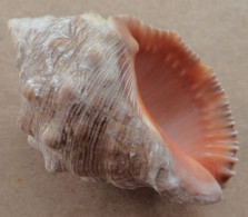 Thais Haemastoma Espagne Javea 41mm F+++ N4 - Conchiglie